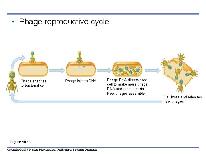  • Phage reproductive cycle Phage attaches to bacterial cell. Phage injects DNA. Figure