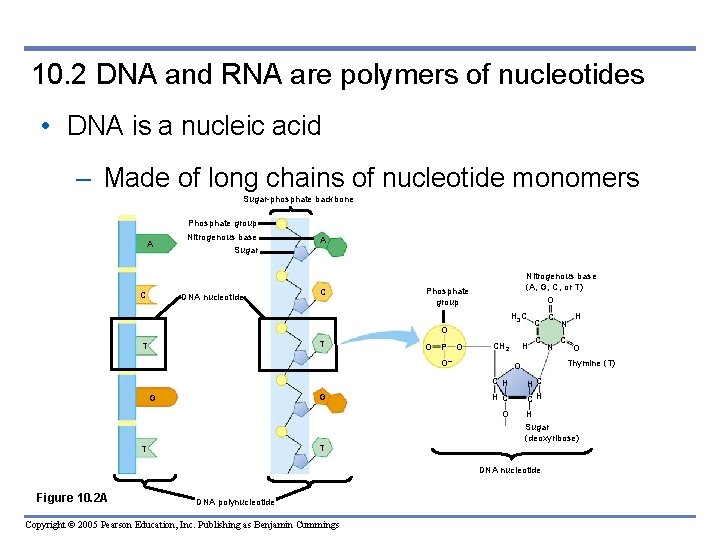10. 2 DNA and RNA are polymers of nucleotides • DNA is a nucleic