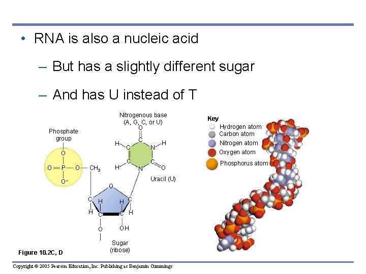  • RNA is also a nucleic acid – But has a slightly different