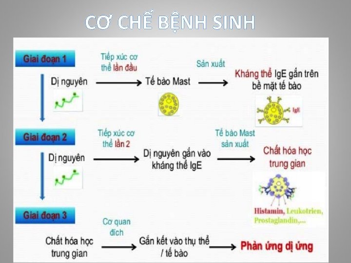 CƠ CHẾ BỆNH SINH 