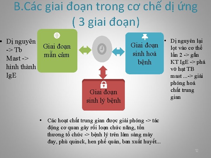 B. Các giai đoạn trong cơ chế dị ứng ( 3 giai đoạn) •