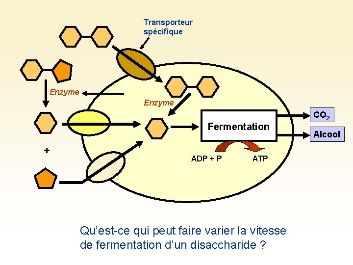 Transporteur spécifique Enzyme Fermentation + ADP + P ATP Qu’est-ce qui peut faire varier