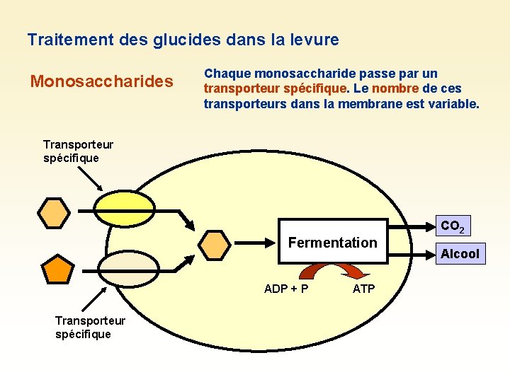 Traitement des glucides dans la levure Monosaccharides Chaque monosaccharide passe par un transporteur spécifique.