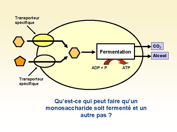 Transporteur spécifique Fermentation ADP + P ATP Transporteur spécifique Qu’est-ce qui peut faire qu’un