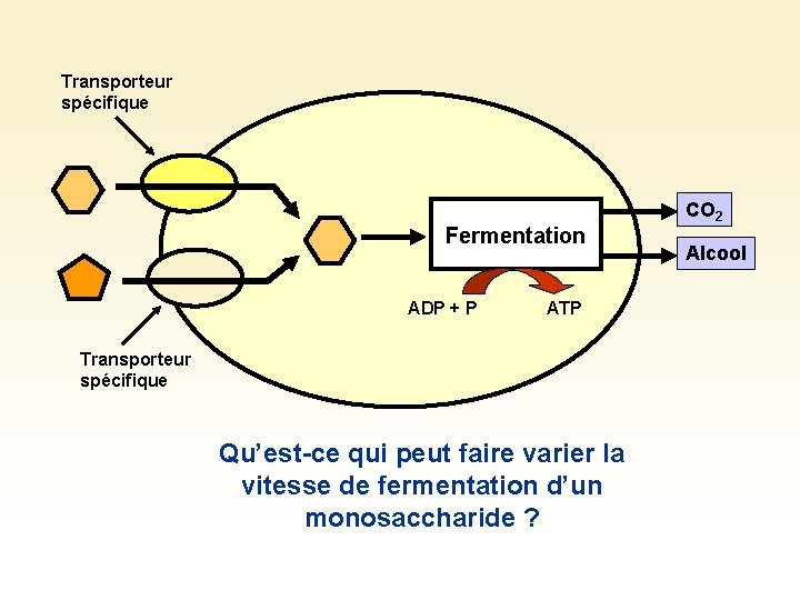 Transporteur spécifique Fermentation ADP + P ATP Transporteur spécifique Qu’est-ce qui peut faire varier