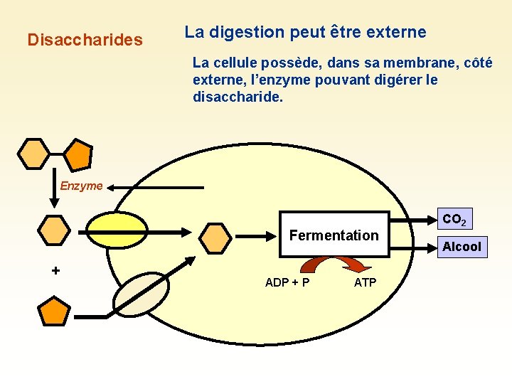 Disaccharides La digestion peut être externe La cellule possède, dans sa membrane, côté externe,