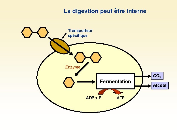 La digestion peut être interne Transporteur spécifique Enzyme Fermentation ADP + P ATP CO