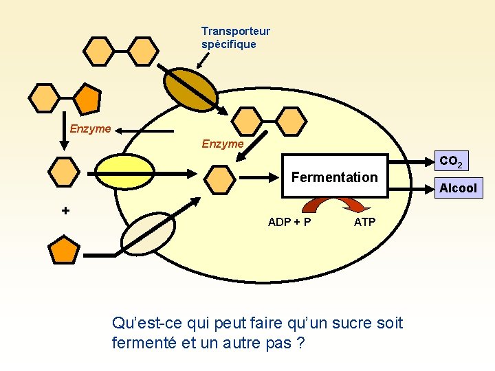 Transporteur spécifique Enzyme Fermentation + ADP + P ATP Qu’est-ce qui peut faire qu’un