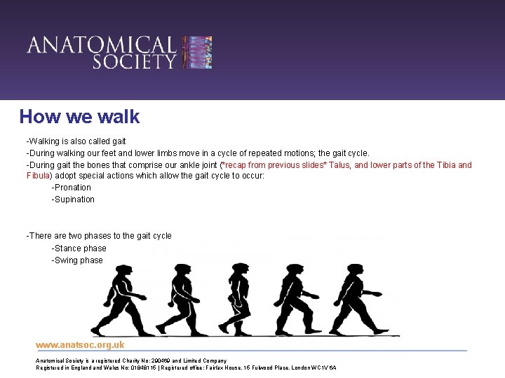 How we walk -Walking is also called gait -During walking our feet and lower