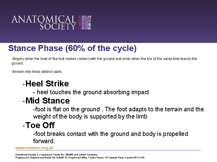 Stance Phase (60% of the cycle) -Begins when the heel of the foot makes