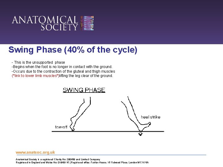 Swing Phase (40% of the cycle) - This is the unsupported phase -Begins when