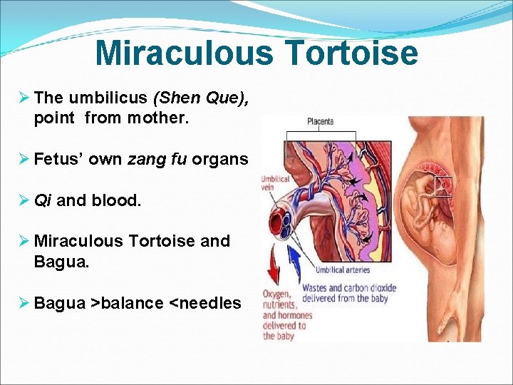 Miraculous Tortoise Ø The umbilicus (Shen Que), point from mother. Ø Fetus’ own zang