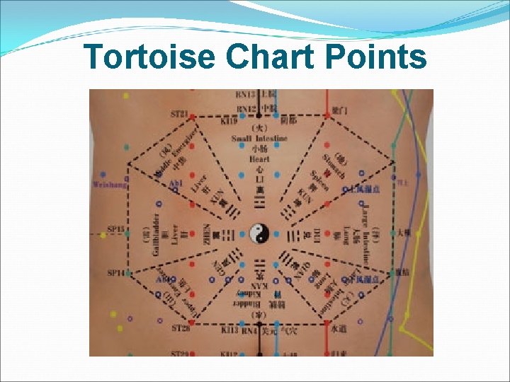 Tortoise Chart Points 