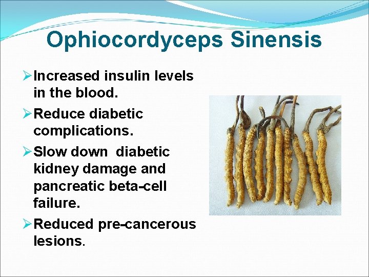 Ophiocordyceps Sinensis ØIncreased insulin levels in the blood. ØReduce diabetic complications. ØSlow down diabetic