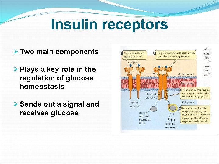 Insulin receptors Ø Two main components Ø Plays a key role in the regulation