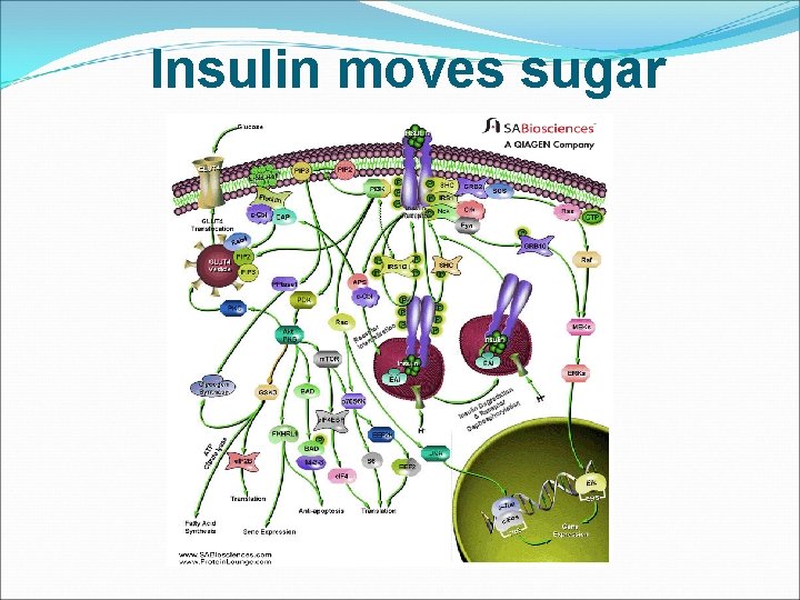  Insulin moves sugar 