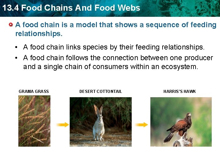 13. 4 Food Chains And Food Webs A food chain is a model that