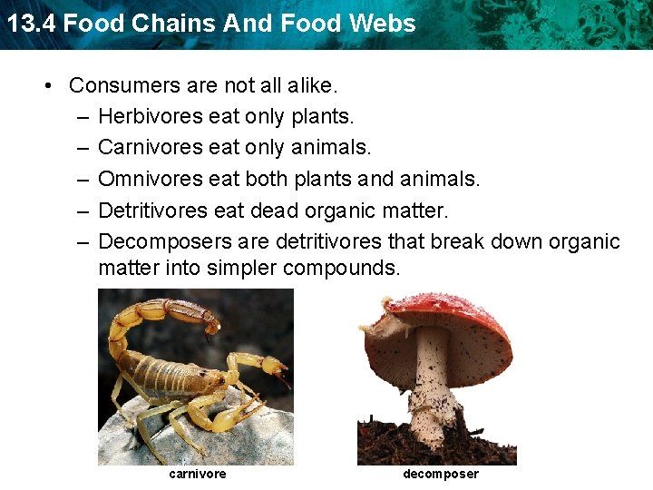 13. 4 Food Chains And Food Webs • Consumers are not all alike. –