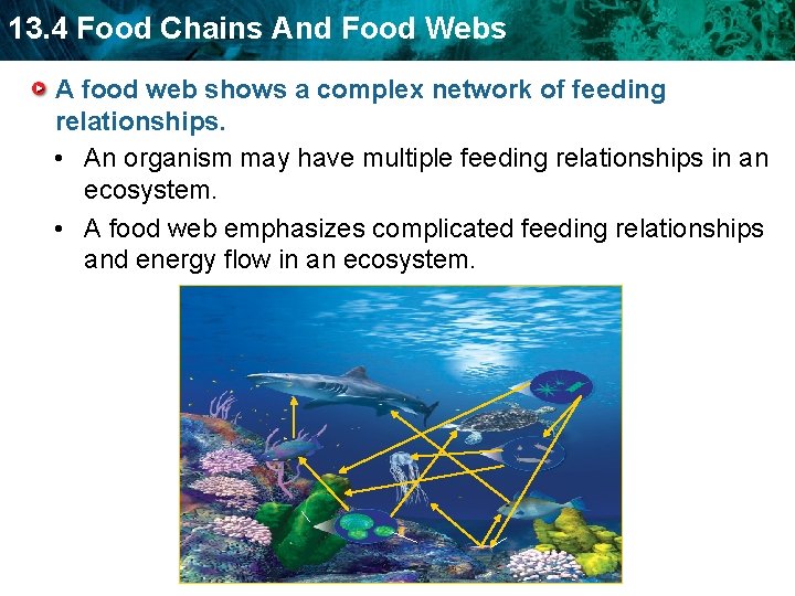 13. 4 Food Chains And Food Webs A food web shows a complex network