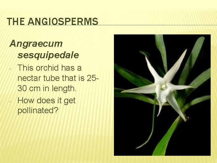 THE ANGIOSPERMS Angraecum sesquipedale - - This orchid has a nectar tube that is