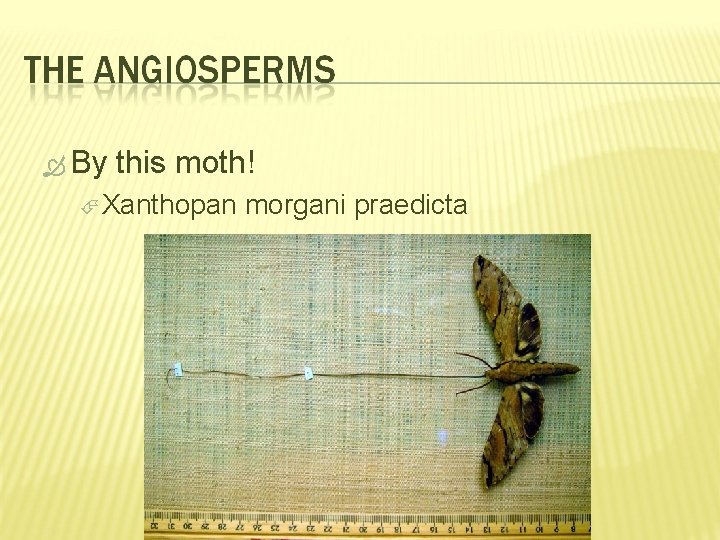  By this moth! Xanthopan morgani praedicta 