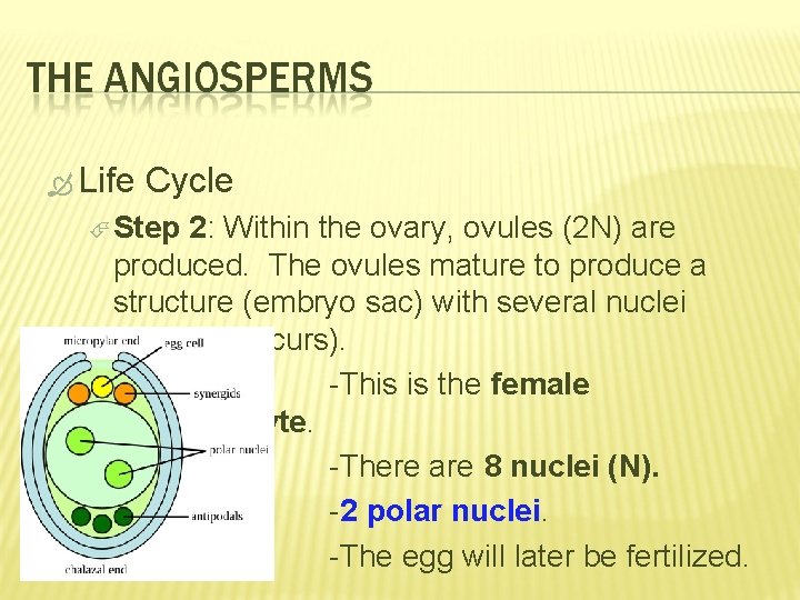 Life Cycle Step 2: Within the ovary, ovules (2 N) are produced. The