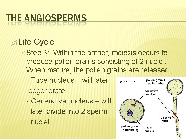 Life Cycle Step 3: Within the anther, meiosis occurs to produce pollen grains