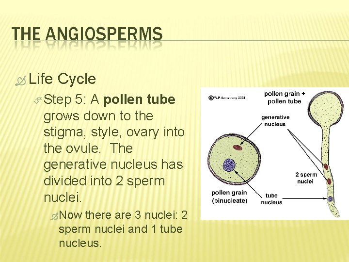  Life Cycle Step 5: A pollen tube grows down to the stigma, style,