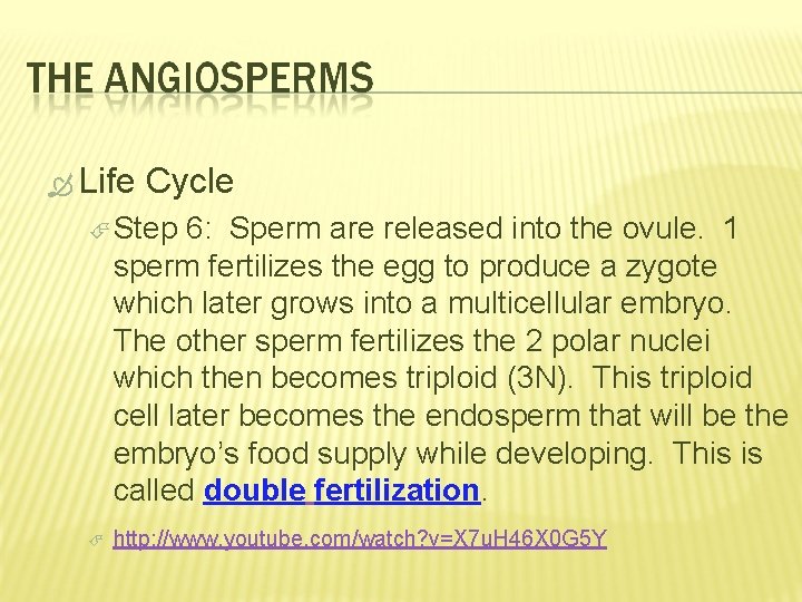  Life Cycle Step 6: Sperm are released into the ovule. 1 sperm fertilizes