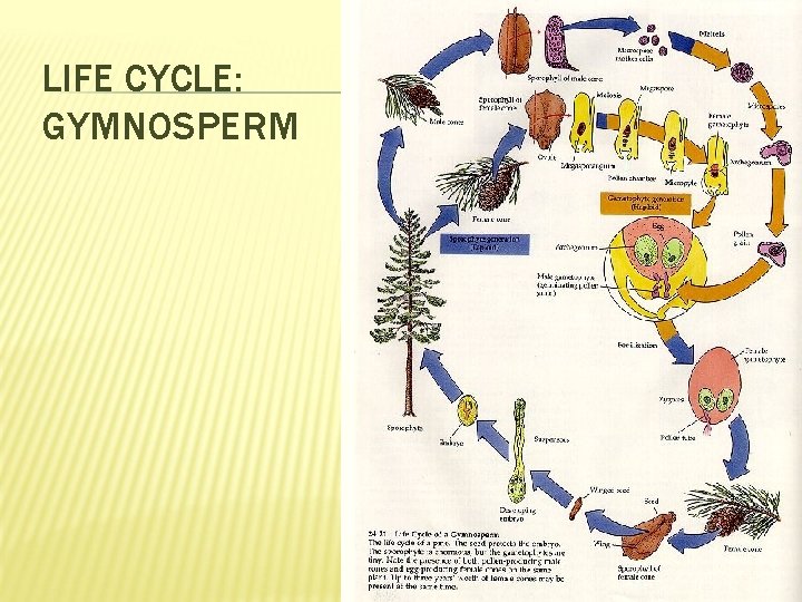 LIFE CYCLE: GYMNOSPERM 