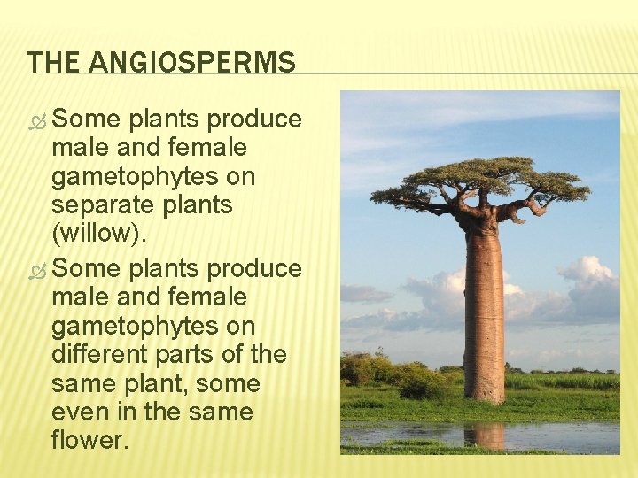 THE ANGIOSPERMS Some plants produce male and female gametophytes on separate plants (willow). Some