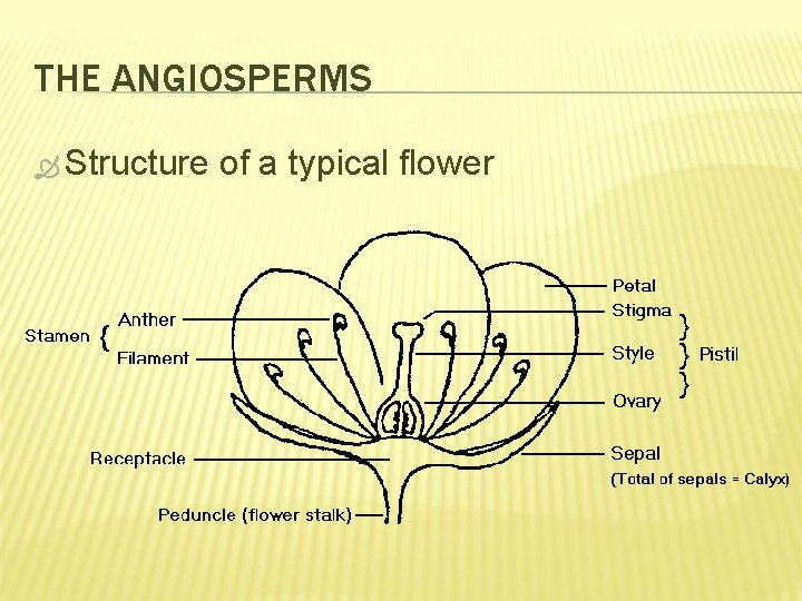 THE ANGIOSPERMS Structure of a typical flower 