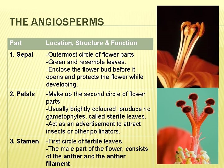 THE ANGIOSPERMS Part Location, Structure & Function 1. Sepal -Outermost circle of flower parts