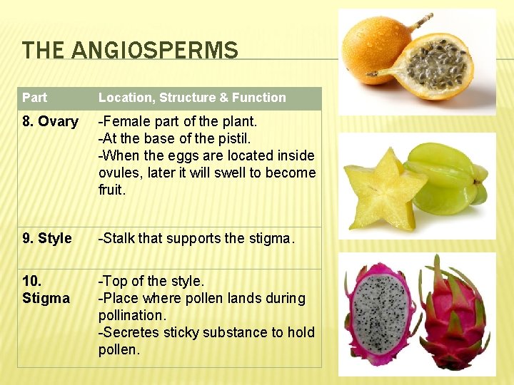 THE ANGIOSPERMS Part Location, Structure & Function 8. Ovary -Female part of the plant.