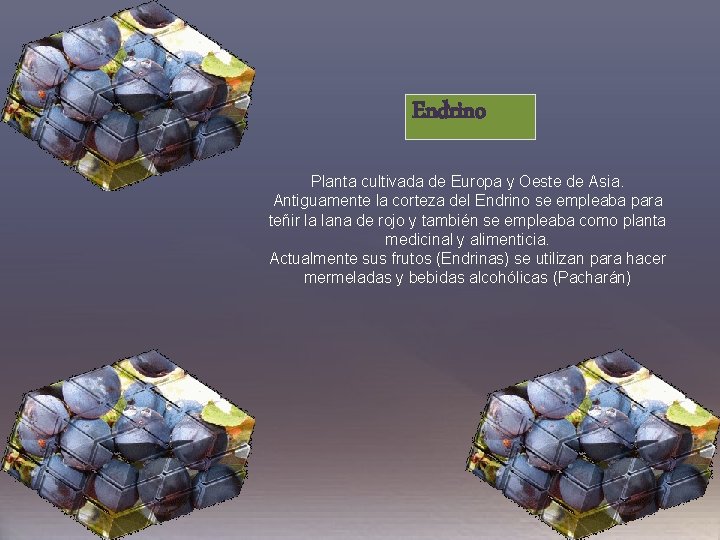 Endrino Planta cultivada de Europa y Oeste de Asia. Antiguamente la corteza del Endrino