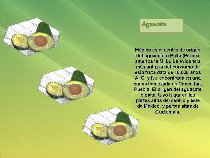 Aguacate México es el centro de origen del aguacate o Palta (Persea americana Mill.