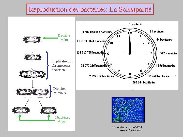 Reproduction des bactéries: La Scissiparité Bactérie mère 8 bactéries 8 589 834 592 bactéries