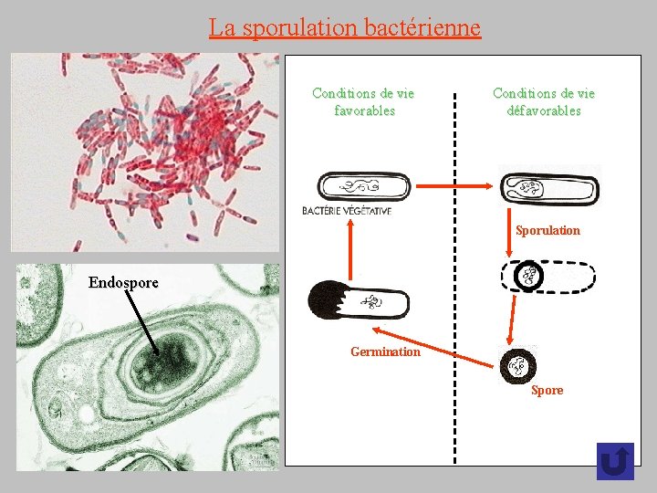 La sporulation bactérienne Conditions de vie favorables Conditions de vie défavorables Sporulation Endospore Germination