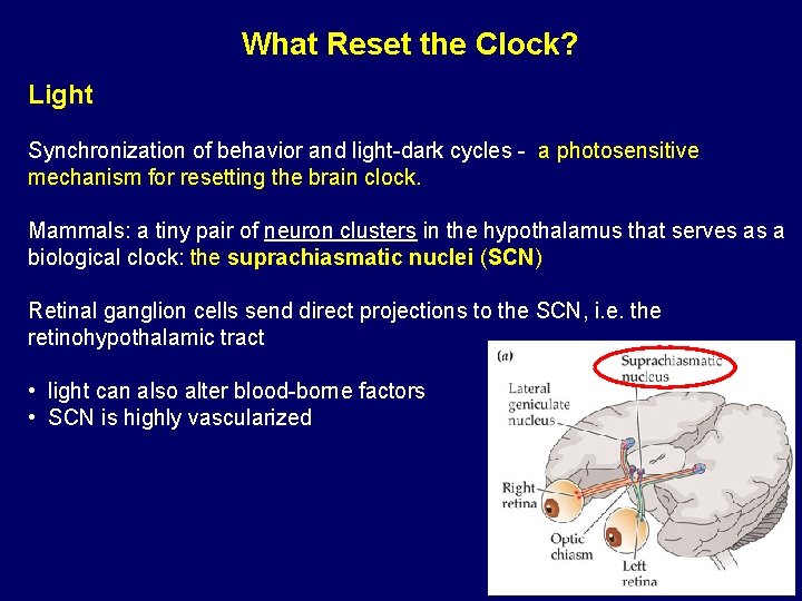 What Reset the Clock? Light Synchronization of behavior and light-dark cycles - a photosensitive