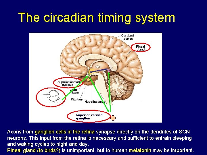 The circadian timing system Superior cervical ganglion Axons from ganglion cells in the retina