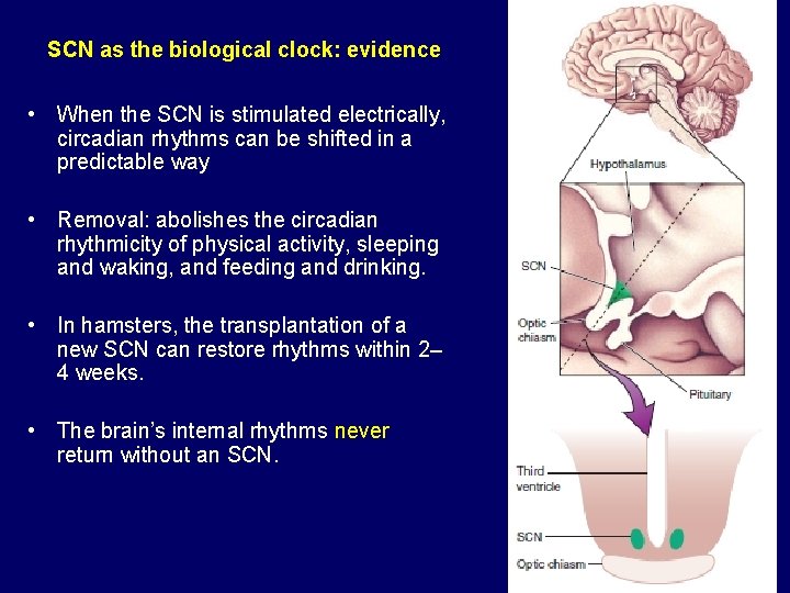 SCN as the biological clock: evidence • When the SCN is stimulated electrically, circadian