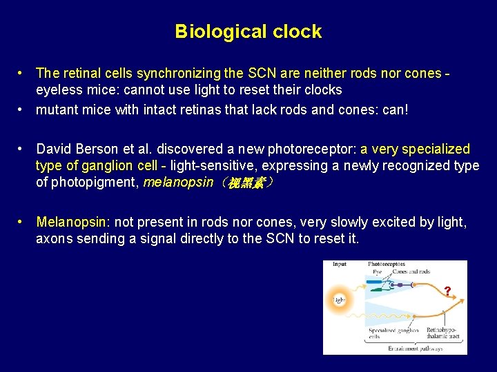 Biological clock • The retinal cells synchronizing the SCN are neither rods nor cones