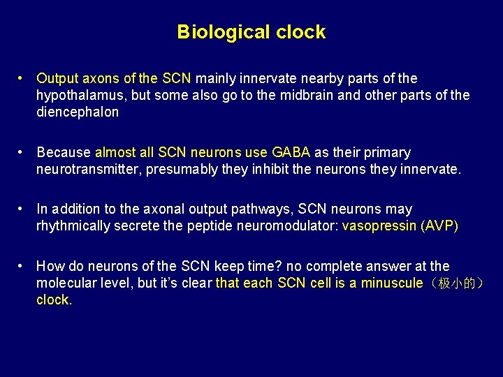 Biological clock • Output axons of the SCN mainly innervate nearby parts of the