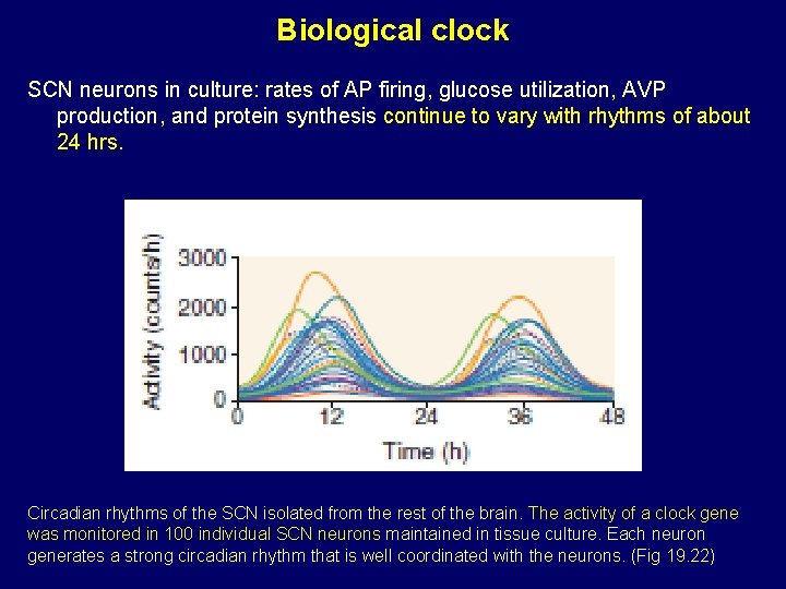 Biological clock SCN neurons in culture: rates of AP firing, glucose utilization, AVP production,