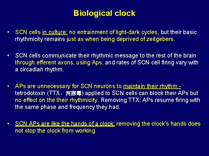 Biological clock • SCN cells in culture: no entrainment of light-dark cycles, but their