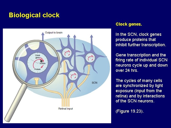 Biological clock Clock genes. In the SCN, clock genes produce proteins that inhibit further