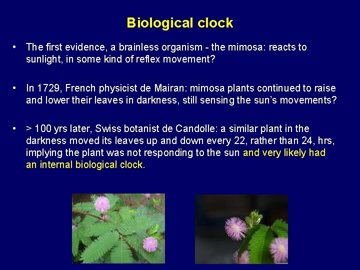 Biological clock • The first evidence, a brainless organism - the mimosa: reacts to