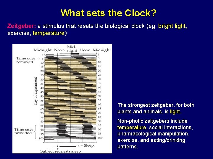 What sets the Clock? Zeitgeber: a stimulus that resets the biological clock (eg. bright