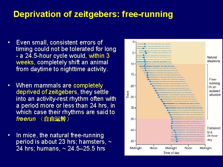 Deprivation of zeitgebers: free-running • Even small, consistent errors of timing could not be