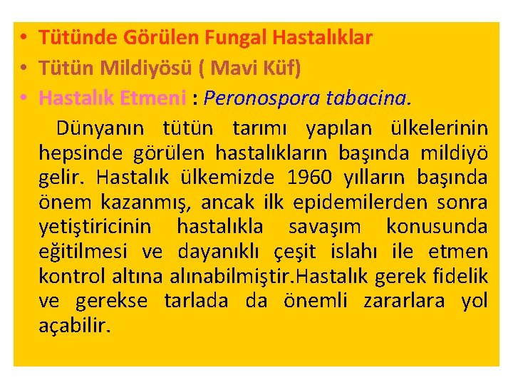  • Tütünde Görülen Fungal Hastalıklar • Tütün Mildiyösü ( Mavi Küf) • Hastalık